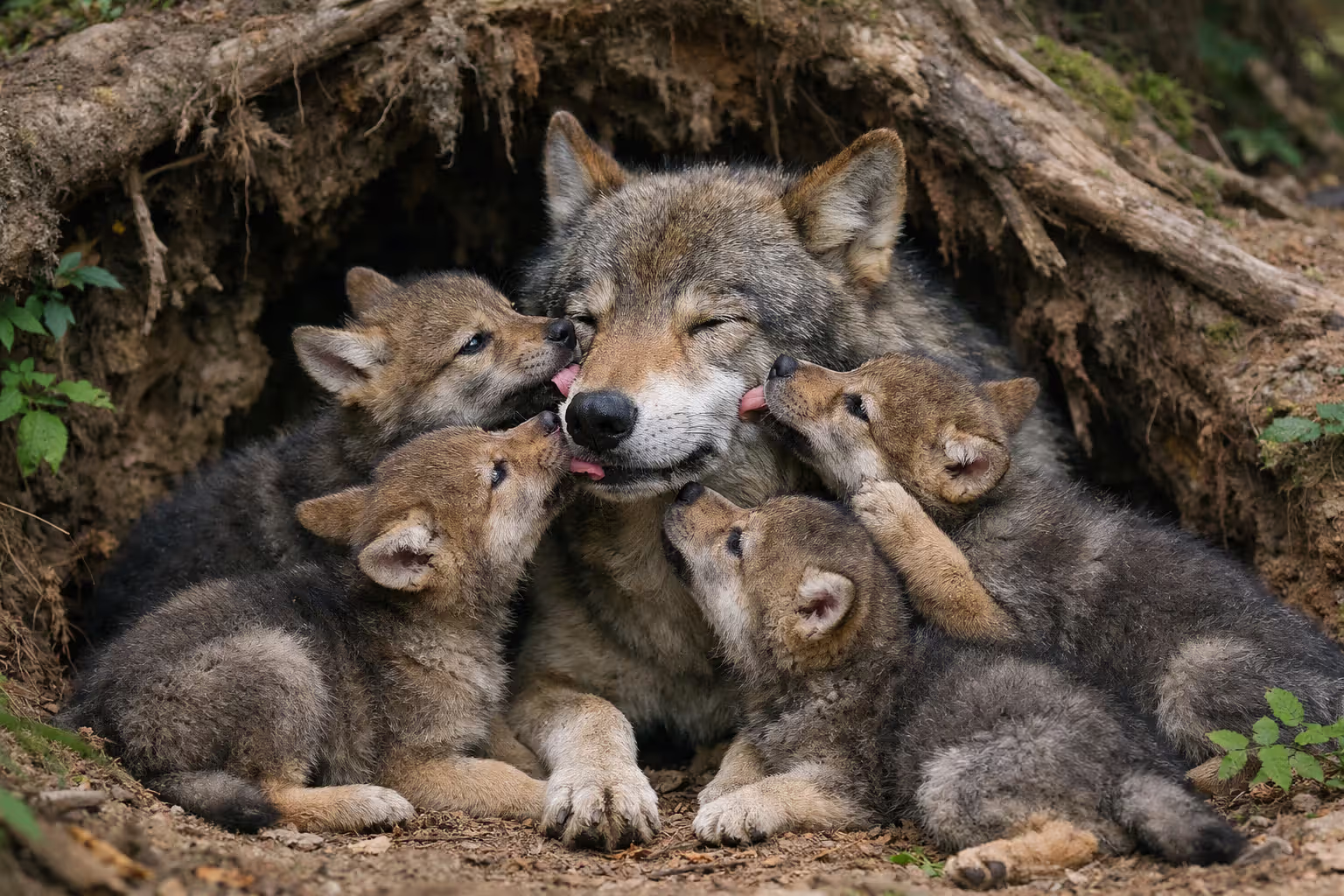 Wolf pups licking an adult wolf’s muzzle in the wild