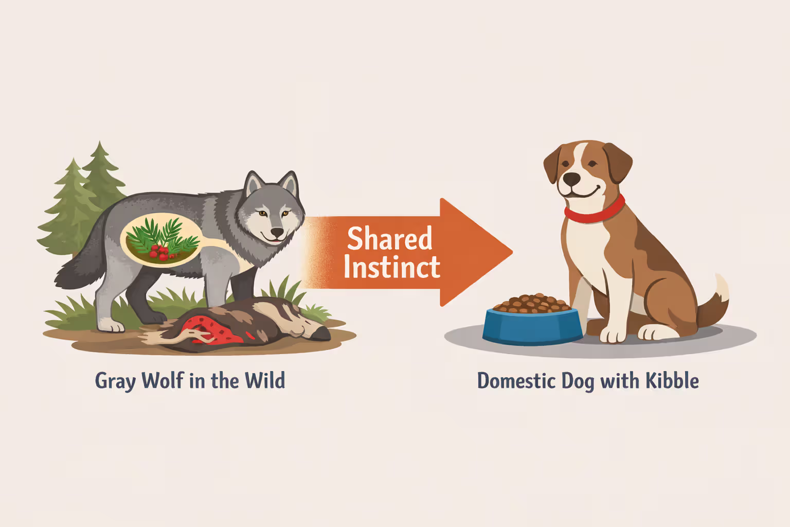 Infographic comparing wolf diet in the wild and domestic dog diet showing shared plant-eating instinct