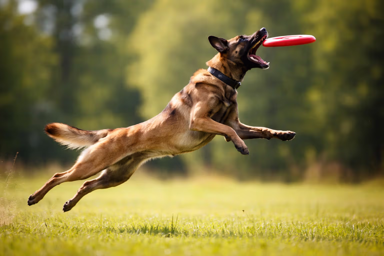 Belgian Malinois jumping to catch a disc during high-intensity exercise