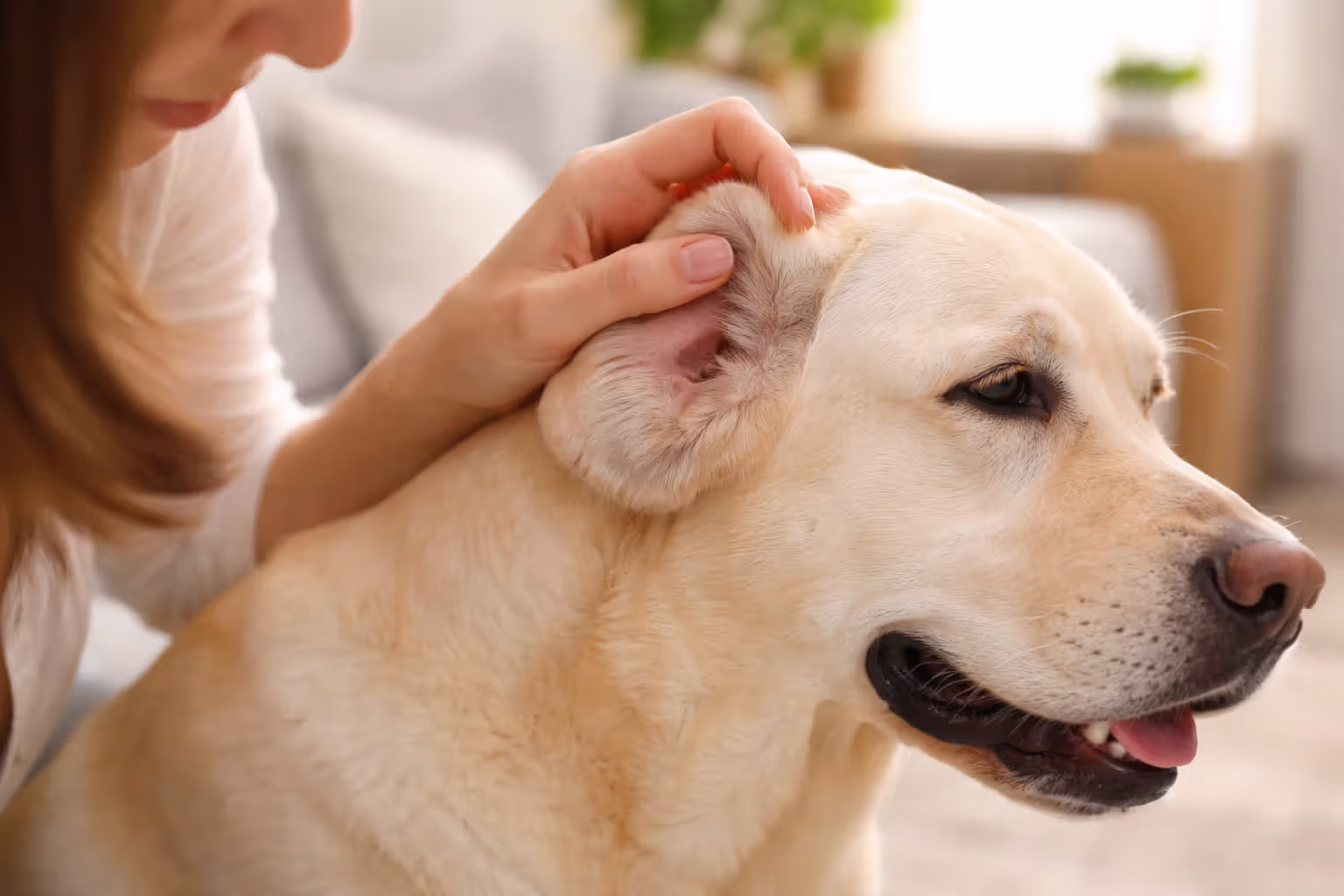 Owner checking a dog’s ear temperature with her hand at home