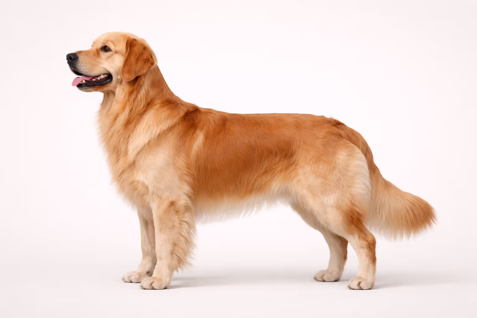 Golden retriever standing in profile showing breed standard proportions