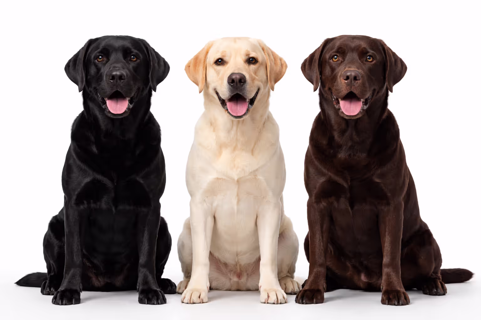 Black, yellow, and chocolate Labrador Retrievers sitting side by side