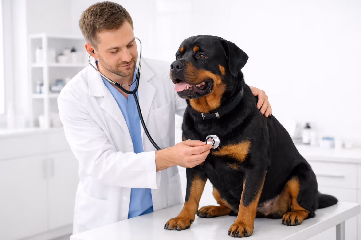 Veterinarian examining Rottweiler during routine health checkup at clinic