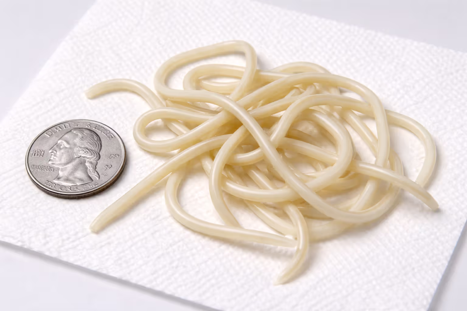Several white roundworms resembling spaghetti noodles on a white surface next to a coin for size comparison
