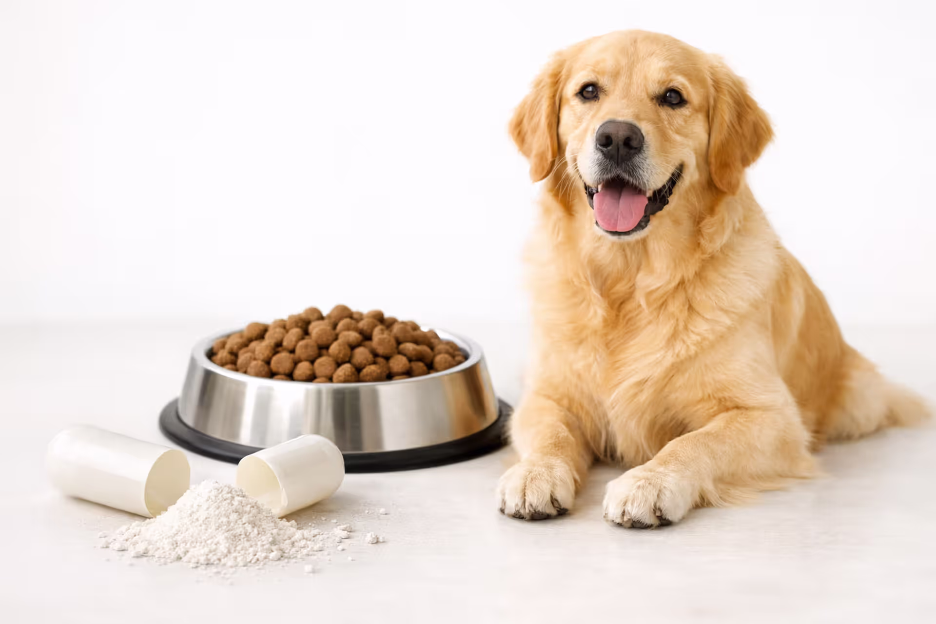 Dog sitting next to food bowl with probiotic capsule and powder supplement nearby