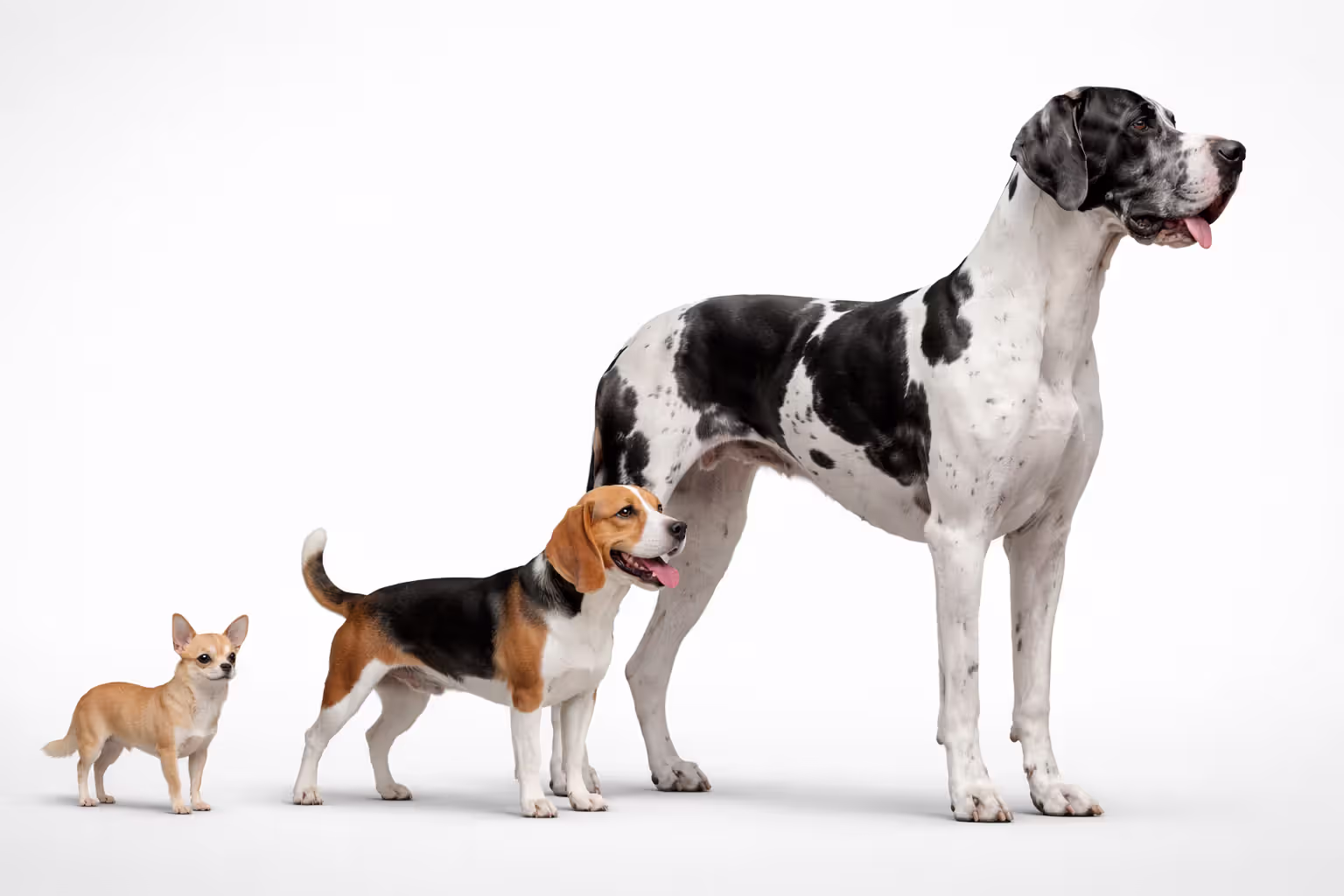 Size comparison of small, medium, and large dog breeds standing side by side showing height and weight differences