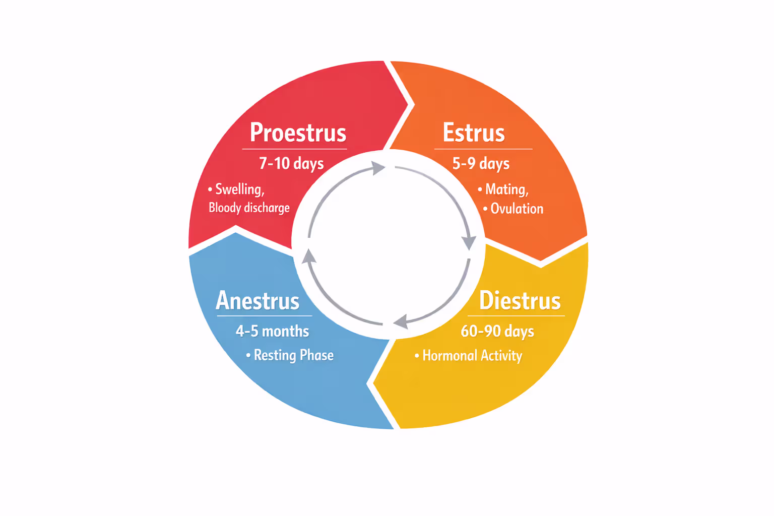 Circular diagram of the four dog heat cycle stages — proestrus, estrus, diestrus, and anestrus — with duration and key traits for each phase
