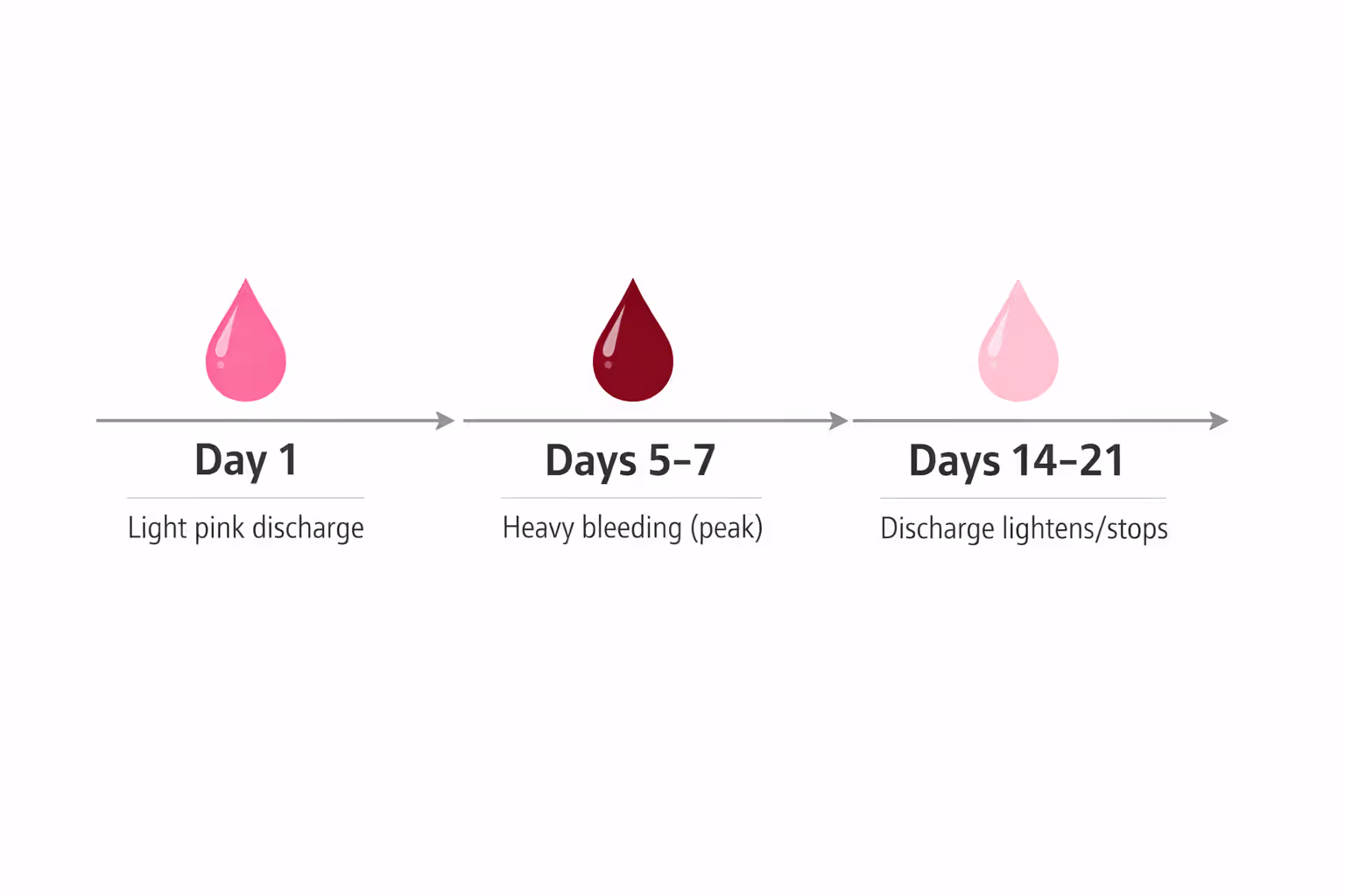 Infographic timeline of dog heat discharge stages from light pink on day one to heavy bleeding at peak and back to clear